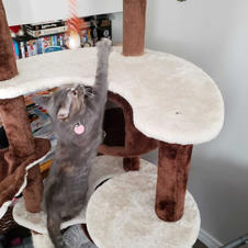 Grace the cat welcome back to Priority Pets