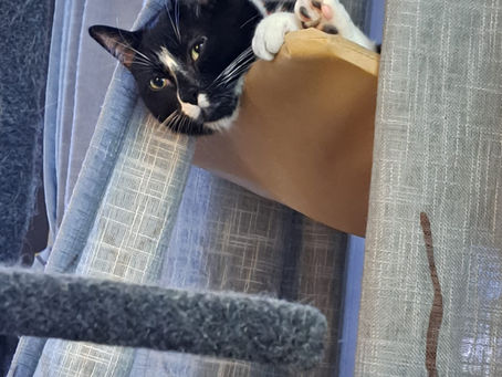 Carter has is favorite perch for bird watching. Come visit us at priority pets. to learn more!