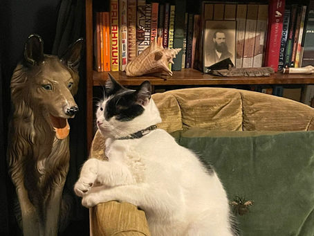 Mingau enjoying his staycation. With Priority Pets. (Toronto location)