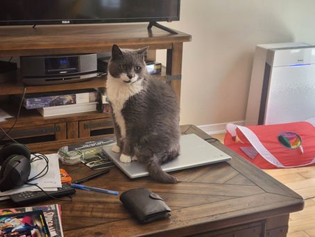 Coda is one sweet senior kitty.