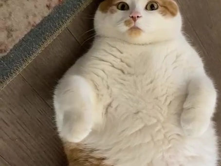 Snowy the cat wants belly rubs!