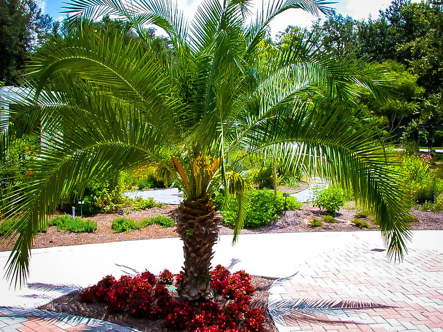 Pygmy Date Palm Single Trunk Buy Or Rent Palm Trees In CT