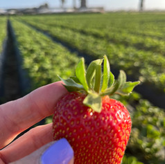 U-pick strawberries
