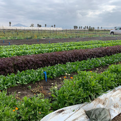 Acres of U-pick Fields