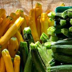 Zucchini