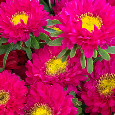 Farm-grown Flowers