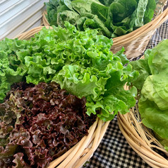 Farm-grown Lettuce