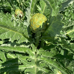 Artichokes...before the butter!