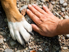 महाराष्ट्र: ठाणे के टिटवाला में कुत्तों के हमले में बुजुर्ग महिला गंभीर रूप से घायल