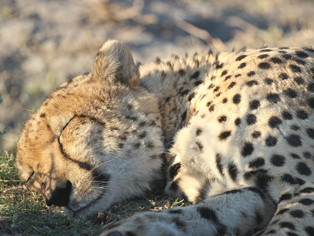 एमपी: कूनो में मादा चीता मृत पाई गई; चार महीने में नौवीं मौत