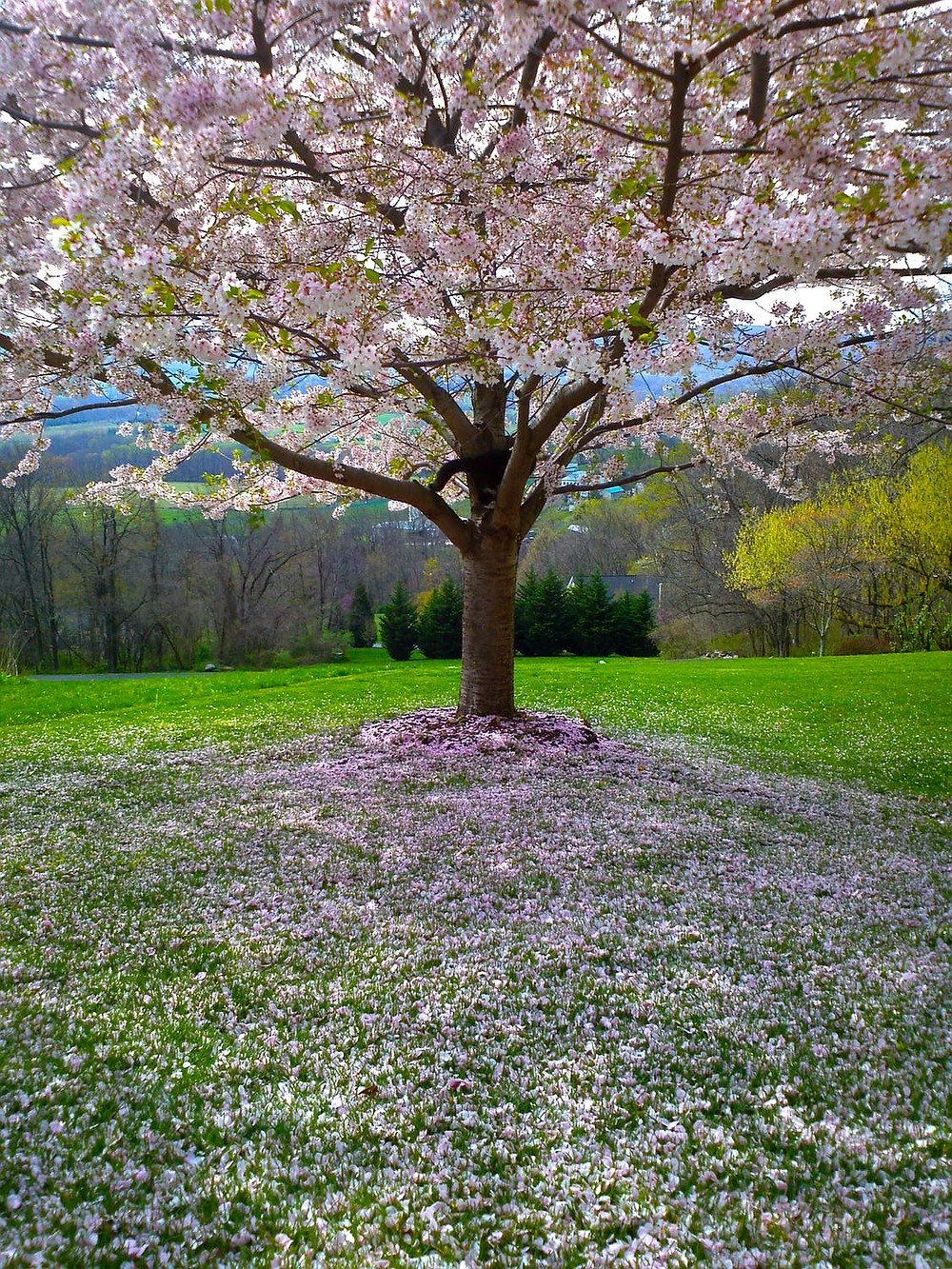 lawn maintenance