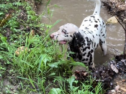 Pure Dalmatian AKC