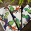 Thumbnail: Turaco Napkins