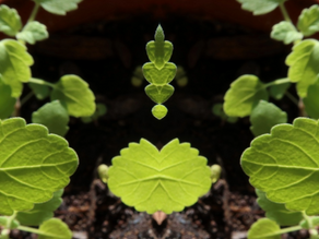 Mindfulness for Empaths