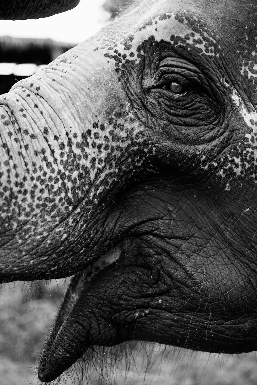 closeup-thai-elephant