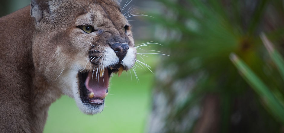 Florida Panther.jpg