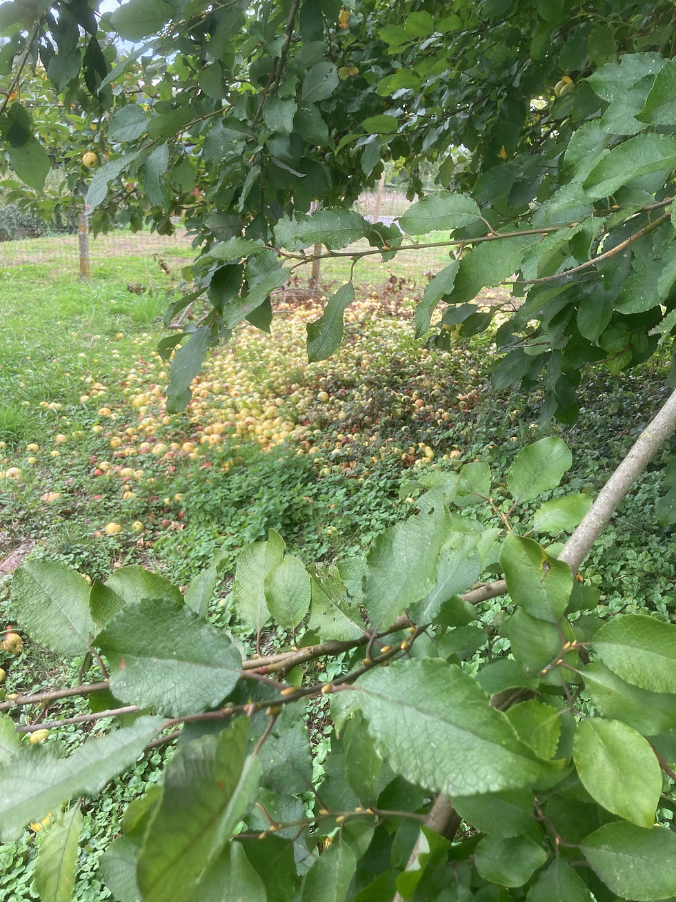 More fallen apples than I expected. Thought the apple season was over.