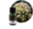 EM-05歐白芷根