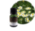 EM-32羅馬洋甘菊