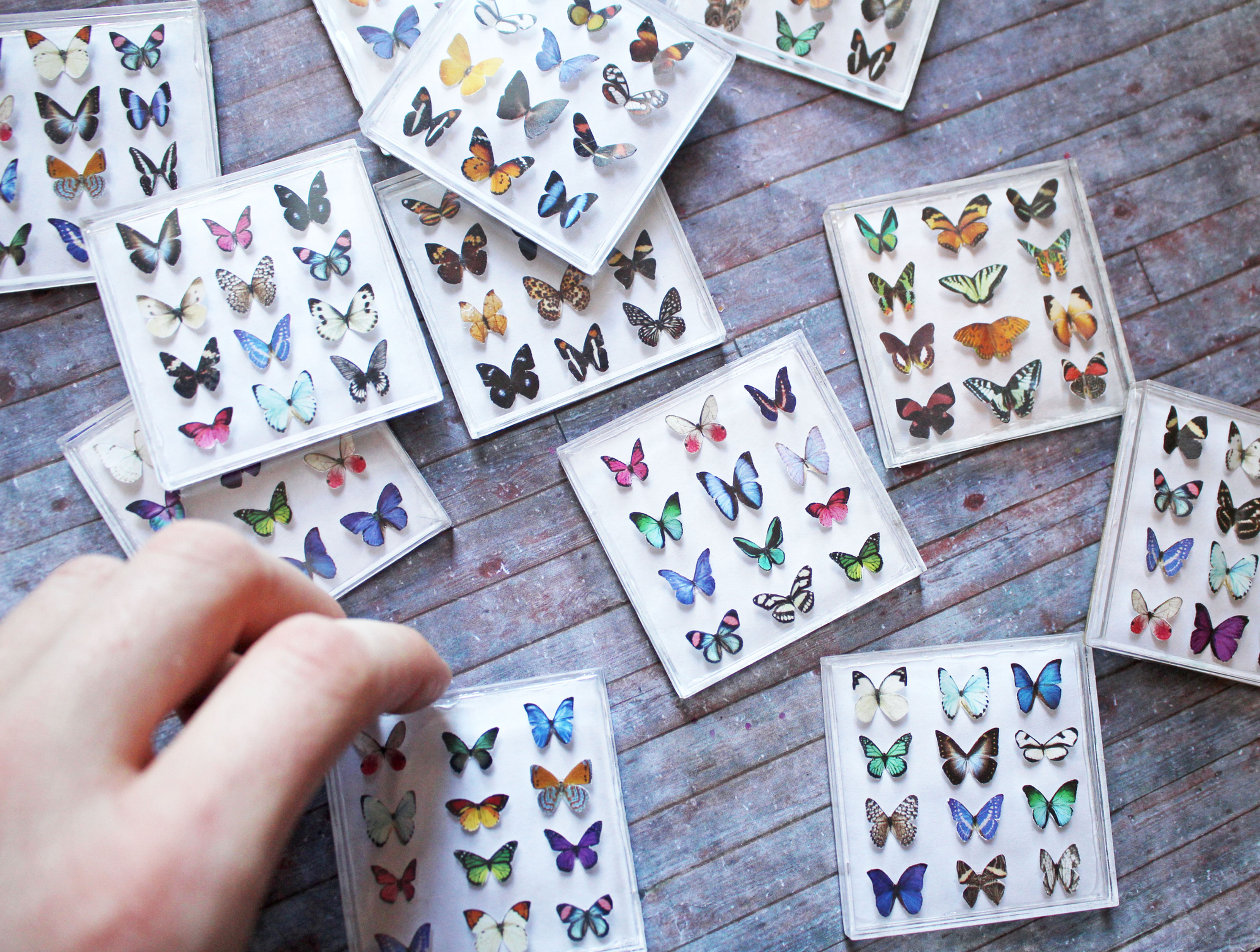 Miniature Exotic Butterfly Collection