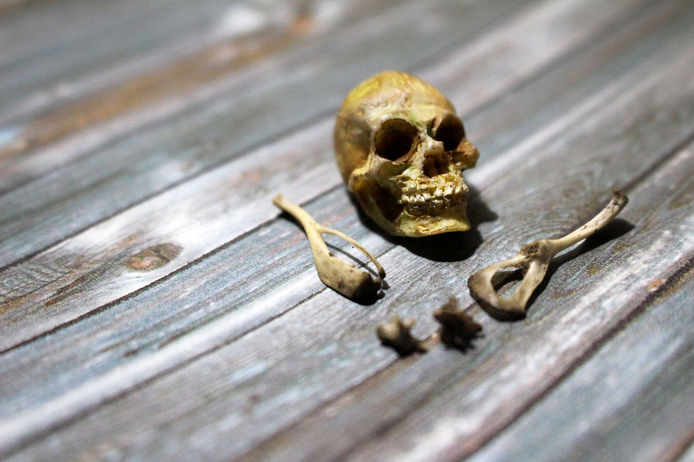 Thumbnail: Real Miniature Bones