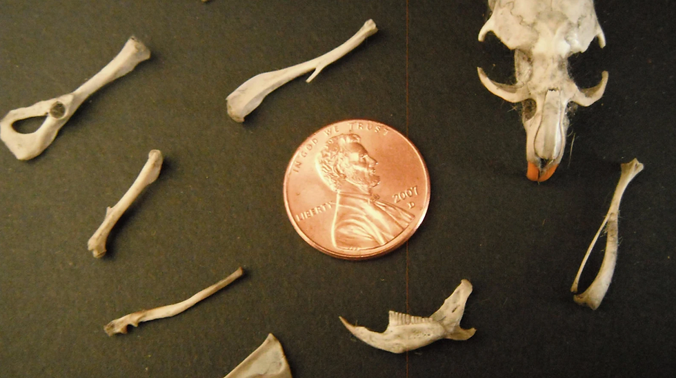 Thumbnail: Real Miniature Bones