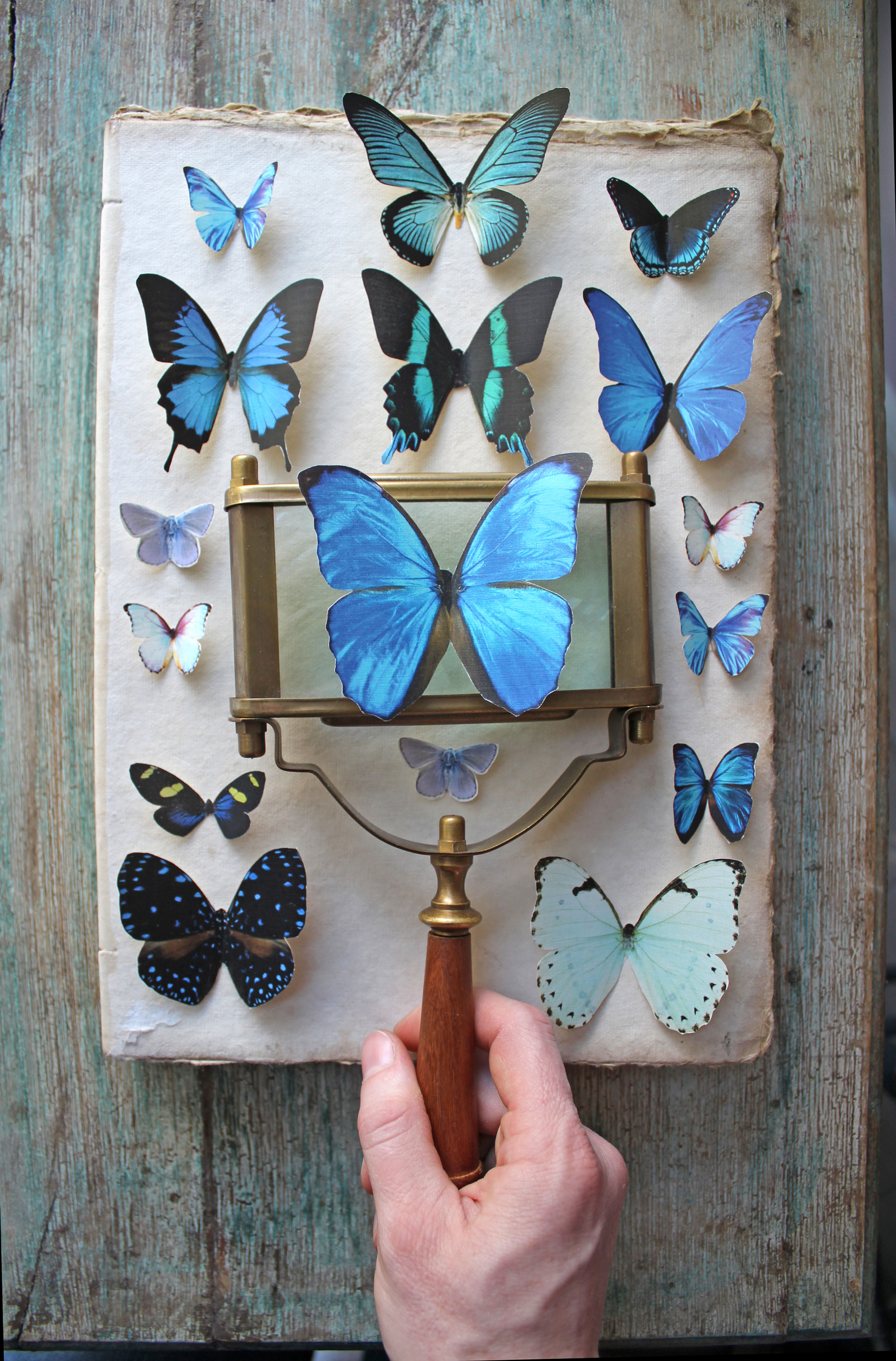 Assorted Blue Butterflies --- Paper or Sticker --- Choose Your Quantity