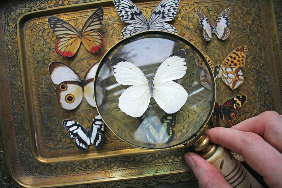 Thumbnail: Assorted Moths --- Paper or Sticker --- Choose Your Quantity
