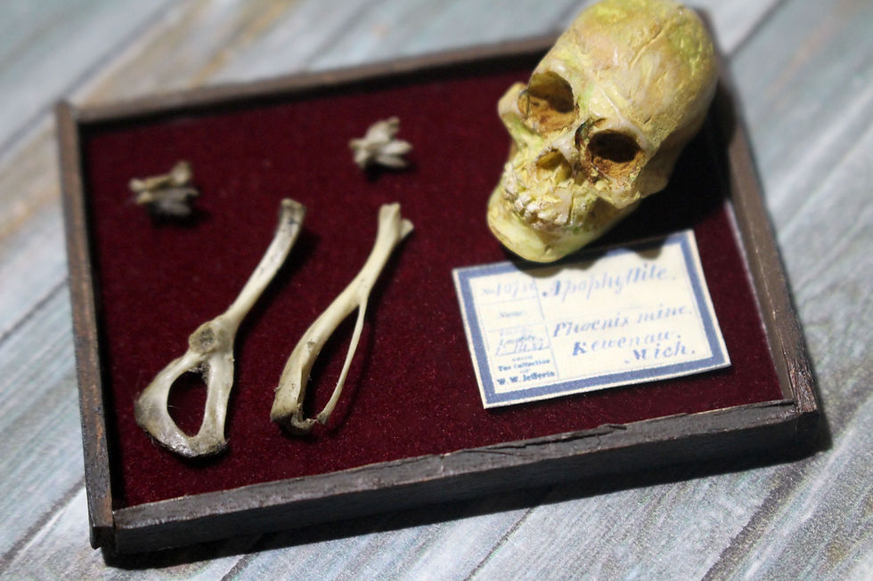 Thumbnail: Real Miniature Bones