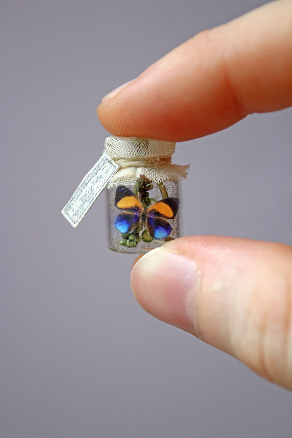 Thumbnail: Miniature Captive Butterfly - Choose Your Specimen