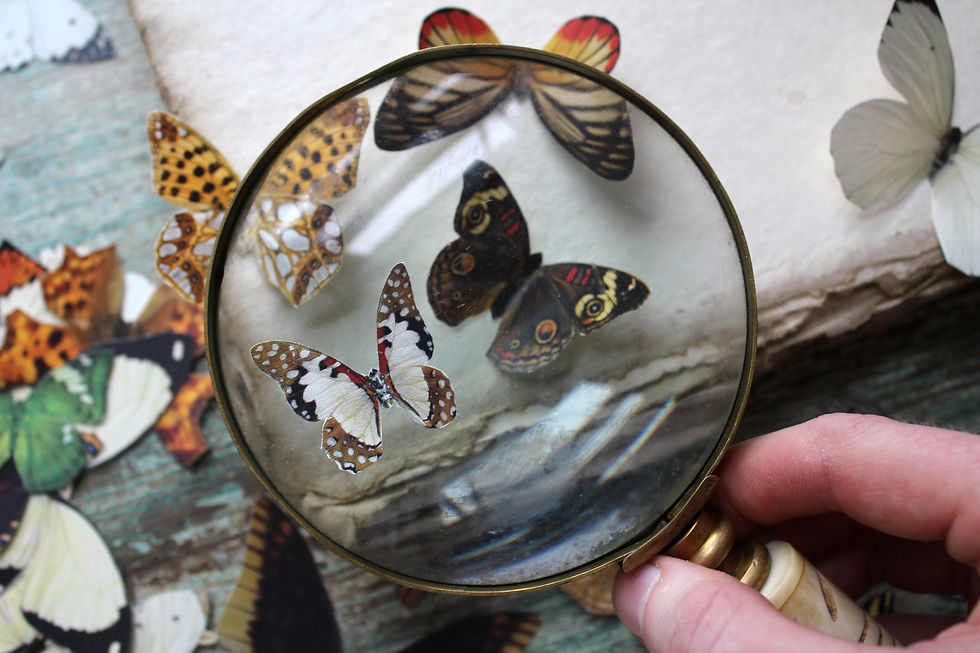Thumbnail: Assorted Moths --- Paper or Sticker --- Choose Your Quantity