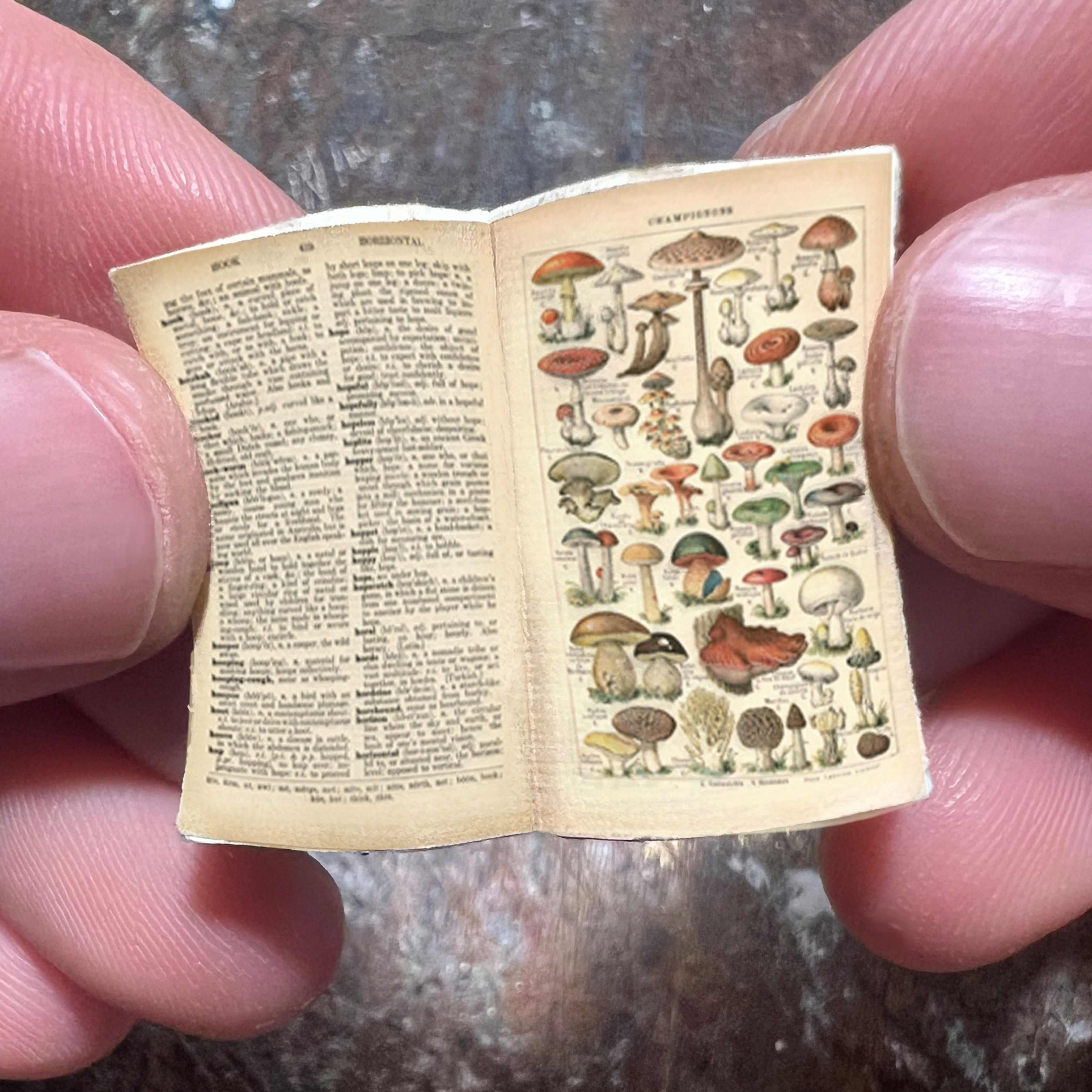 Miniature Open Book --- Mushrooms