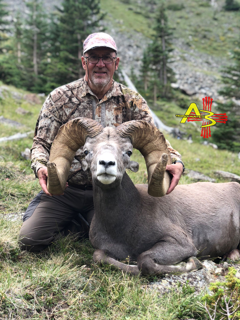 Wheeler peak Bighorn