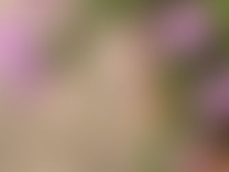 Mi amiga la araña, el no-manifesting, y los "milagros" reales