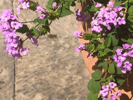 Mi amiga la araña, el no-manifesting, y los "milagros" reales