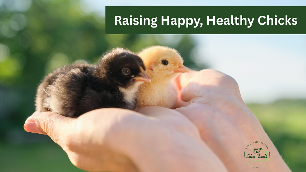 Raising Happy, Healthy Chicks: A Guide for Beginners