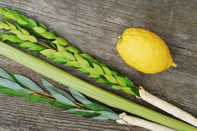 lulav esrog.webp