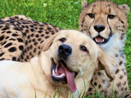 PLEIADIAN-EARTH ENERGY REPORT: EVOLVING! DECEMBER 6, 2022