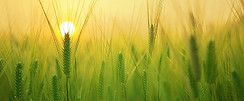 landscape-nature-grass-growth-plant-sun-
