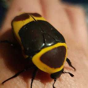 Sun Beetle Care | TheInsectNerd
