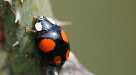 Harelequin ladybird.jpg
