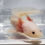 Thumbnail: Luecistic axolotl (2-5 inches)
