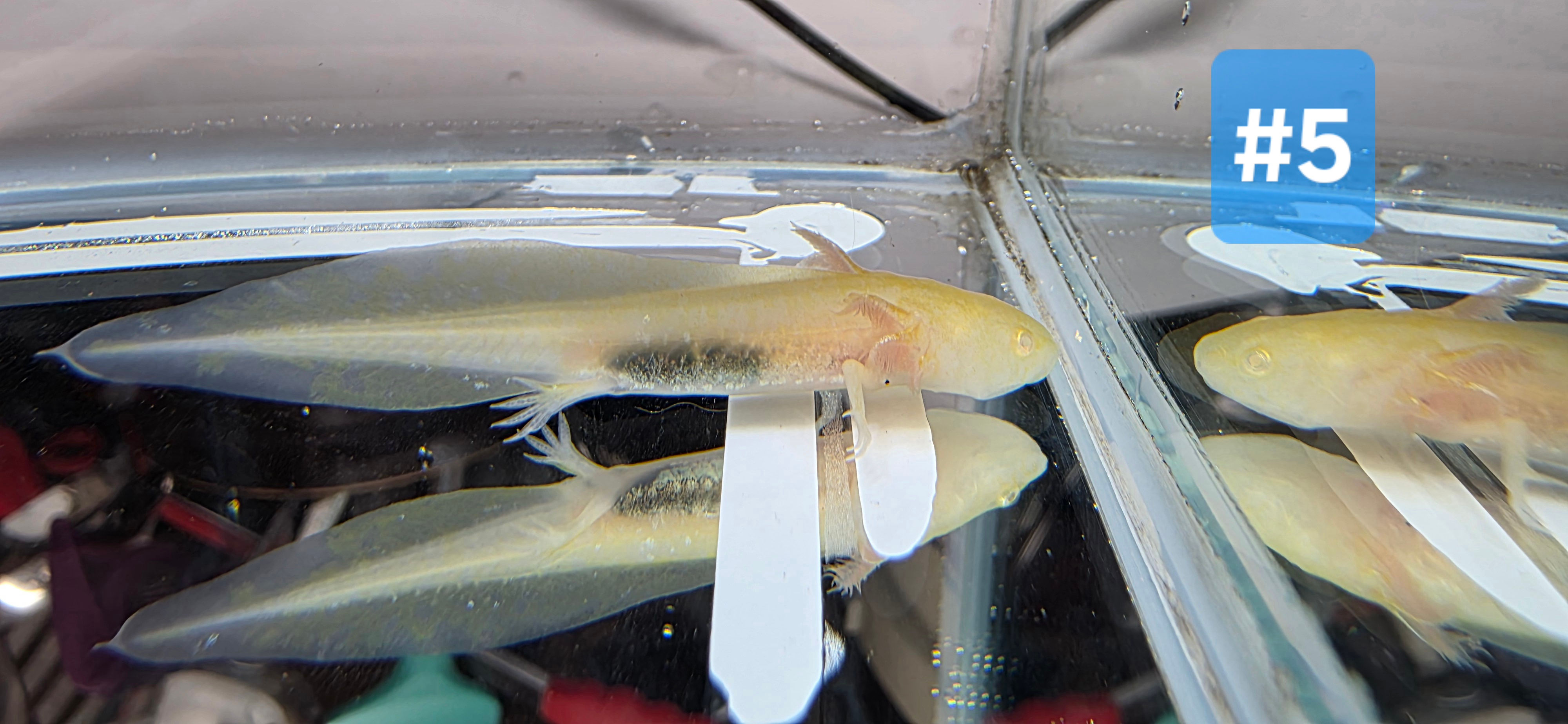 (#5) Golden Albino Axolotl