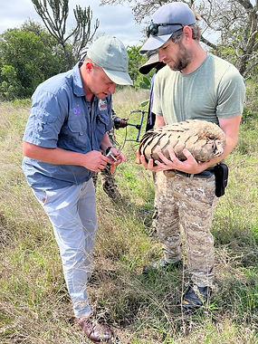 Pangolin having tags Removed for Release
