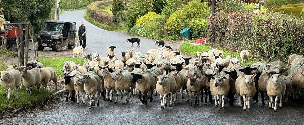 Local farmer herding sheep up a quiet country lane in the Cotswolds — capturing the region’s rural charm, farming heritage, and timeless way of life.
