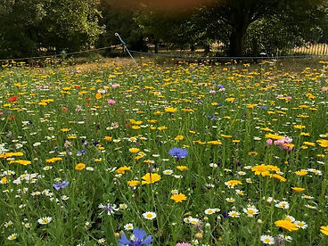 seasonal-flowers.jpg