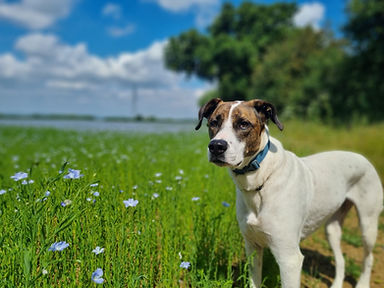 dog-friendly-cotswolds-field