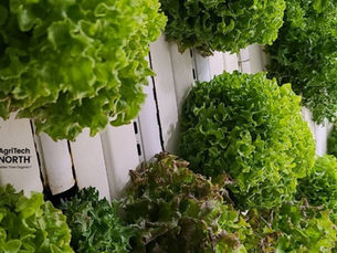 Protecting Innovation to End Food Insecurity in Indigenous Communities