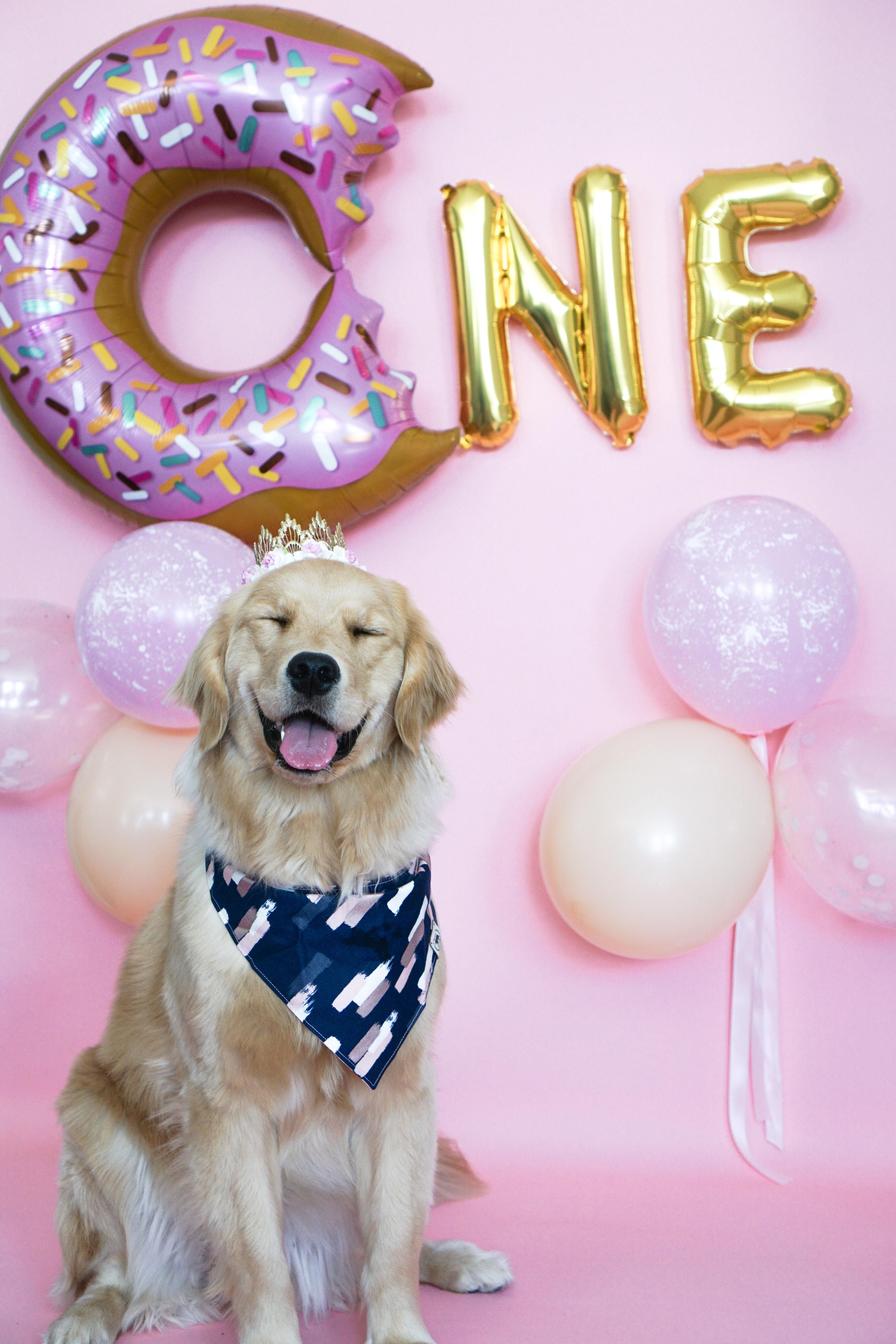 Dog's First Birthday Donut Set