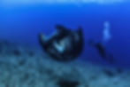 Plongez avec les Raies Mantas en Nouvelle Calédonie avec Odyssey Diving, et découvrez les récifs coralliens